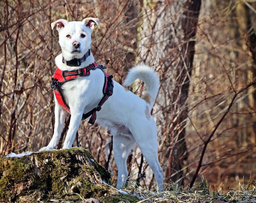 Becik – wierny towarzysz spacerów, gotowy do adopcji