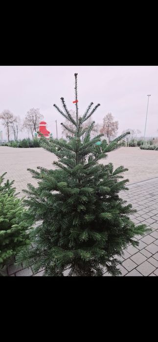 Jodla kaukaska 160-180 cm 55 zl hurt producent choinki