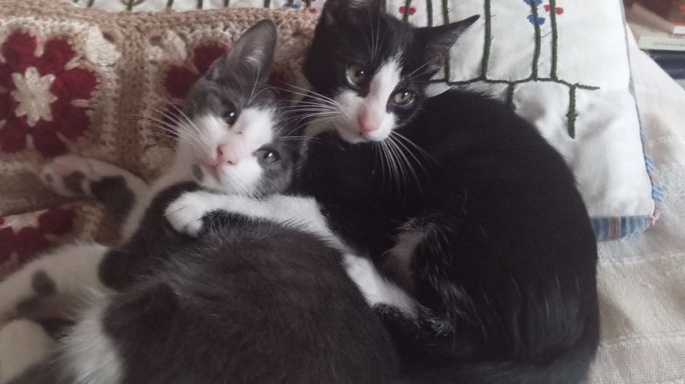 Gatinhos para adoção