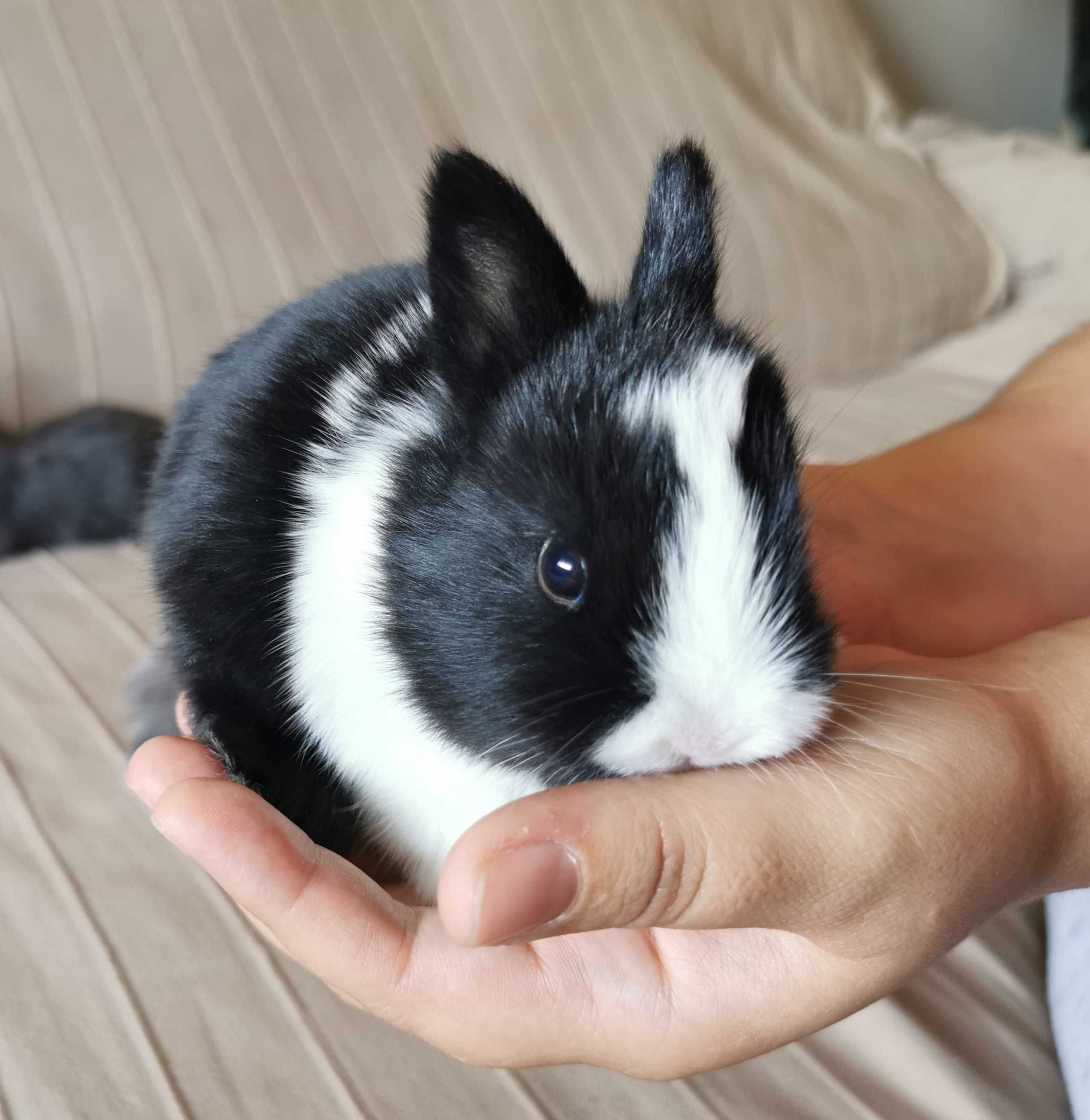 Coelhos anões minitoy e mini holandês muito fofos, KIT completo