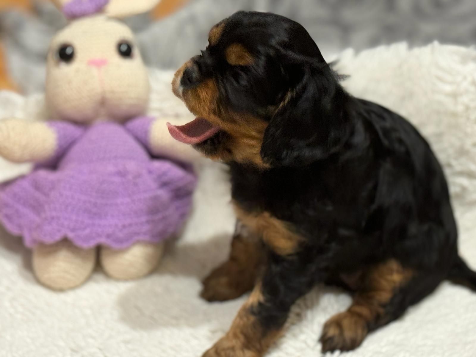 Cavalier King Charles Spaniel