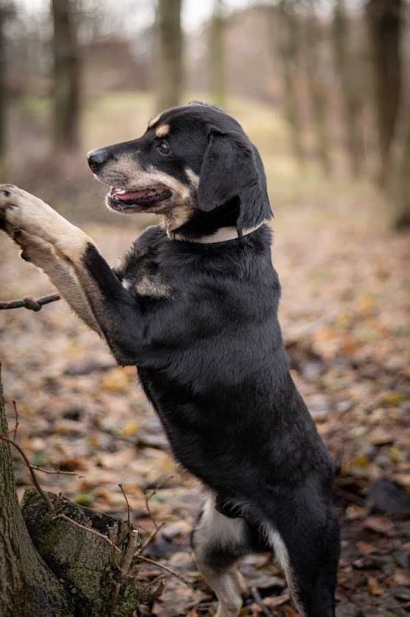 Nadjeżdża Nody - adoptuj mnie!