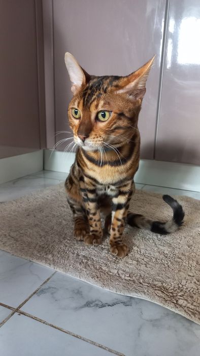 Бенгальский кот вязка