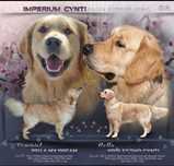 Szczeniak-i  Golden Retriever
