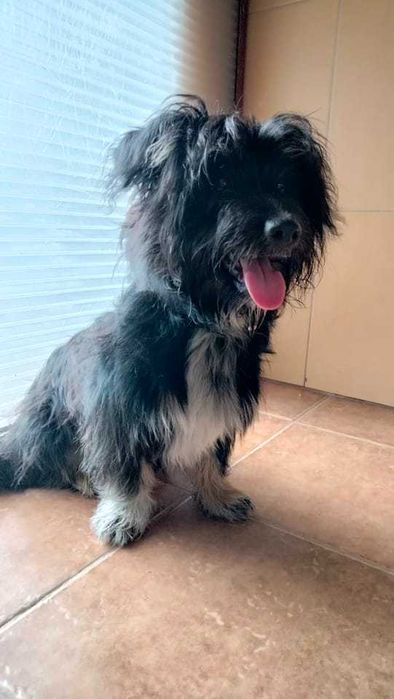 Znaleziono małego czarnego psa długowłosego