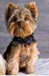 Yorkshire terrier suczka