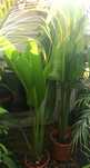 Palmeiras do Viajante Ravenala madagascariensis