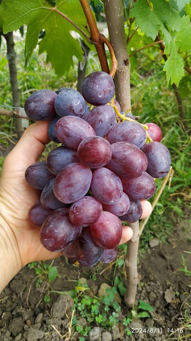 Черенки Саженцы Винограда