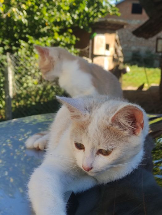 кітки шукають дім