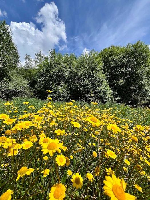 Terreno Rustico a beira da Ribeira na Serra da Estrela
