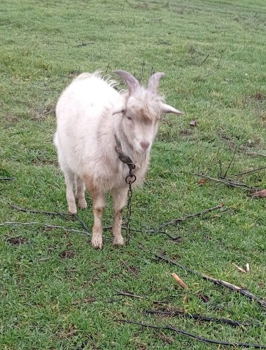 ЦАП 7 місяців!Цена 700 с в торгом!