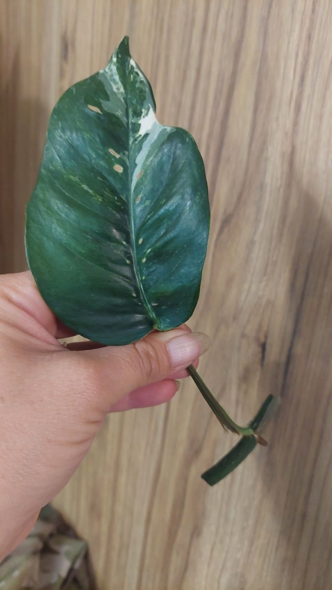 Epipremnum pinnatum variegata, duża
