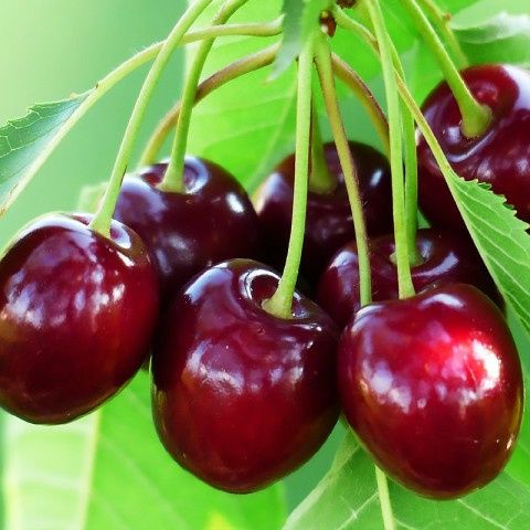 Фундук  слива вишня чернокорка ежевика инжир