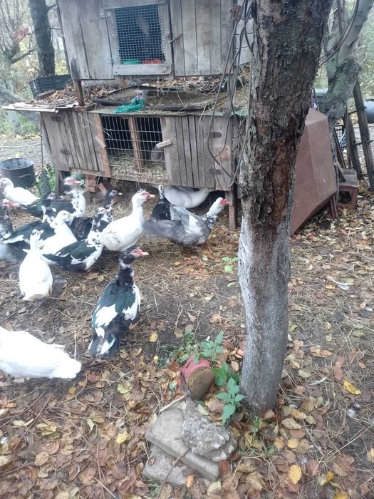 Продам Індоуток дорослих