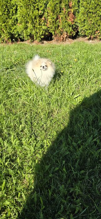 Szpic miniaturowy pomeranian piesek