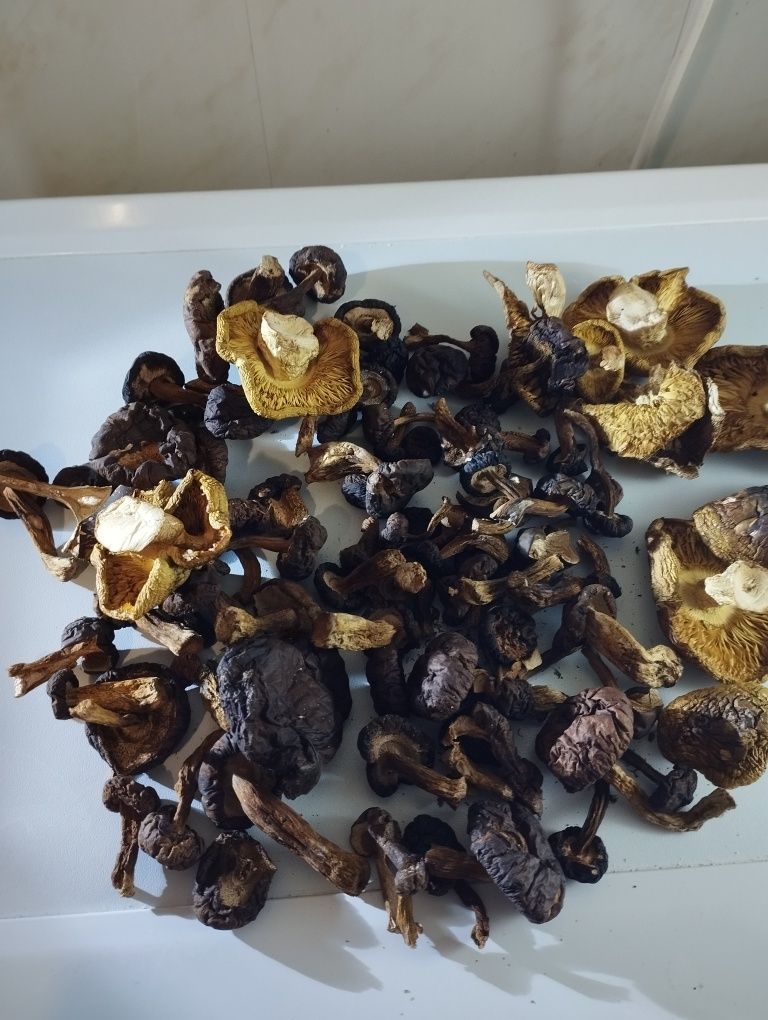 Продам мікс грибів польськи та зеленушки