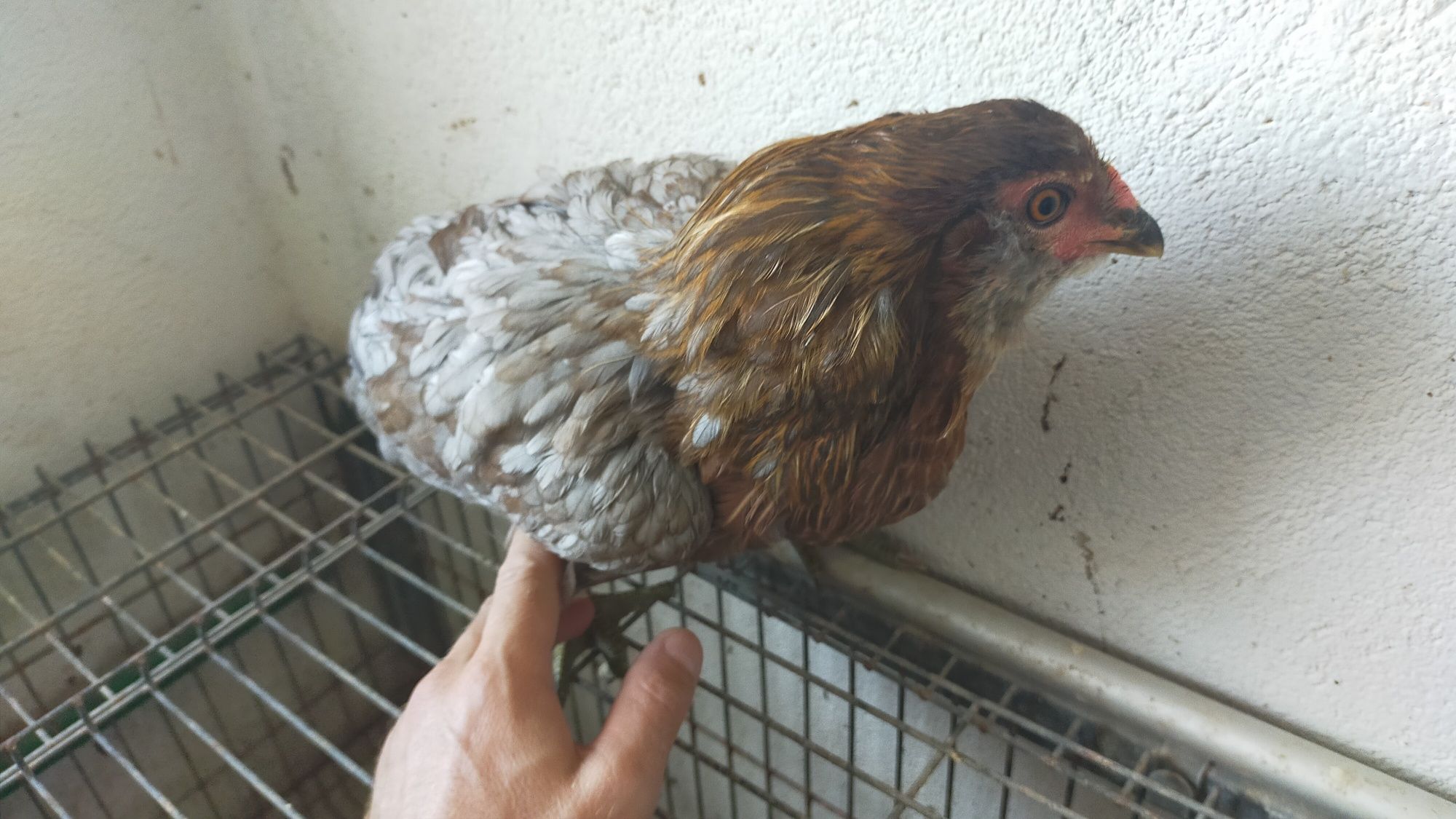 Galinha Araucana
