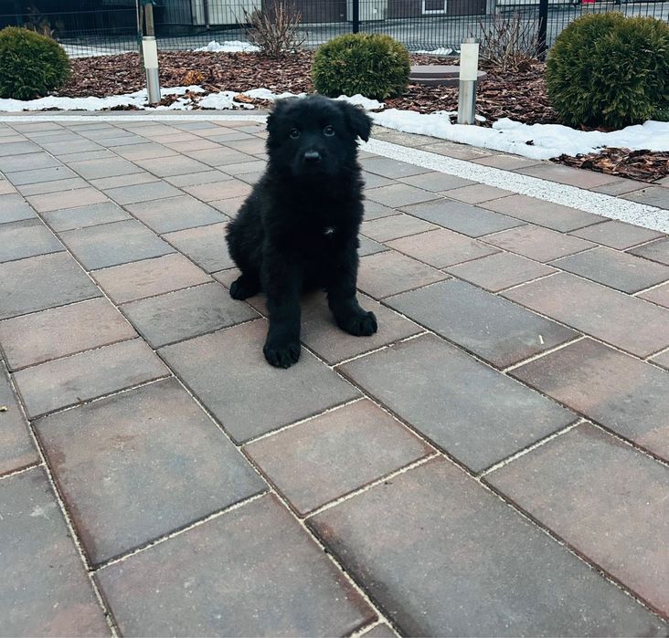 Szczeniak Owczarek Niemiecki Długowłosy