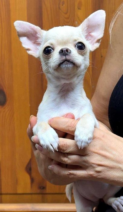 Chihuahua kremowa