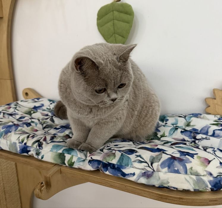 Kotka brytyjska krótkowłosa liliowa (BRI c) – opcja hodowlana