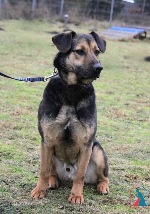 Jungi - cudowny piesek wypatruje smutnymi oczami domu  odmień jego los