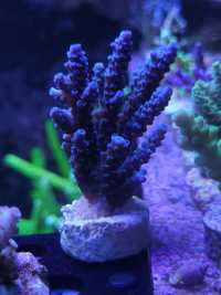 Acropora tenuis blue - akwarium morskie
