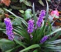 Амсонія, ларіопе, вероніка Сива дама, ірис Спурія