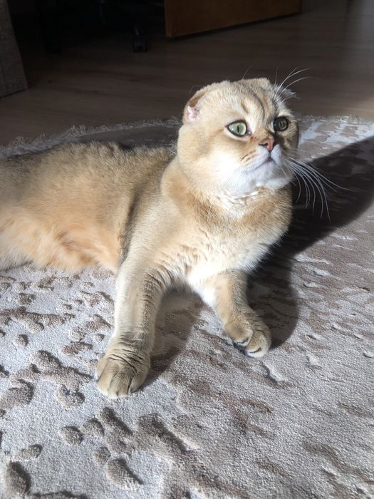 Вʼязка  котів золота шиншила