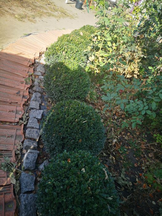 Продам самшит формований шаром. Самшит куля.