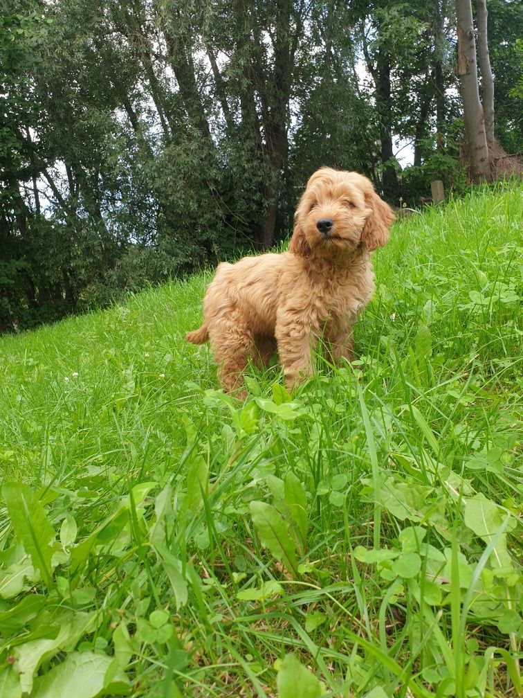 Cockapoo. Hybryda. Chłopczyk Noe.