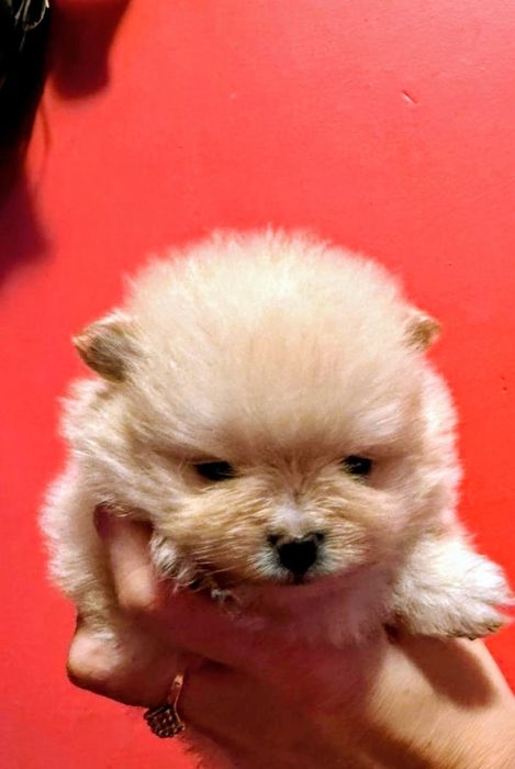 Suczka Pomeranian Szpic miniaturowy Xxs