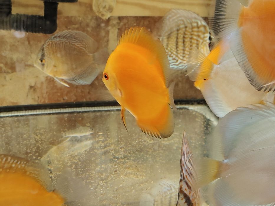 MISIEKZOO Dyskowce Paletki - 12-13 cm różne kolory tylko 170 zł