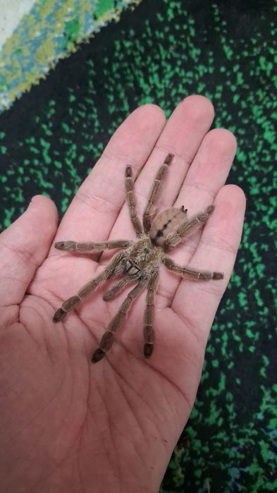 Psalmopeus cambridgei