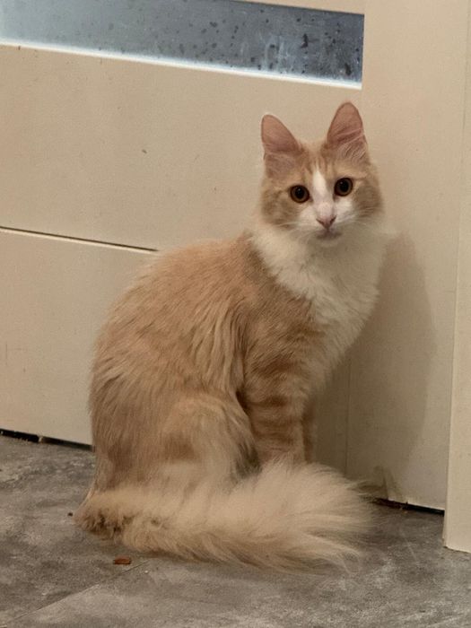 Angora Turecka, kot rasowy