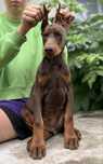 Doberman po po rodzicach championach