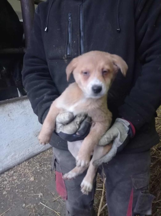 Oddam w dobre ręce – 3 szczeniaki