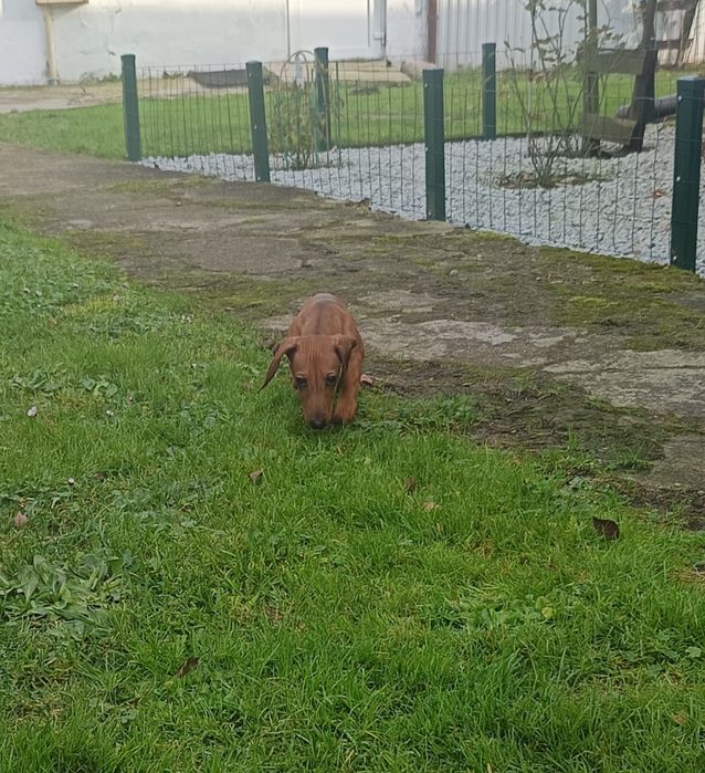 Jamnik miniaturowy krótkowłosy