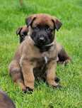 Owczarek belgijski Malinois FCI-piesek