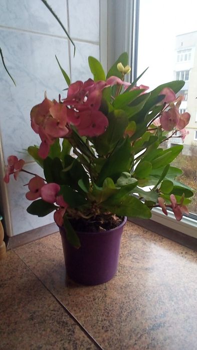 Молочай Миля крупноцветковый