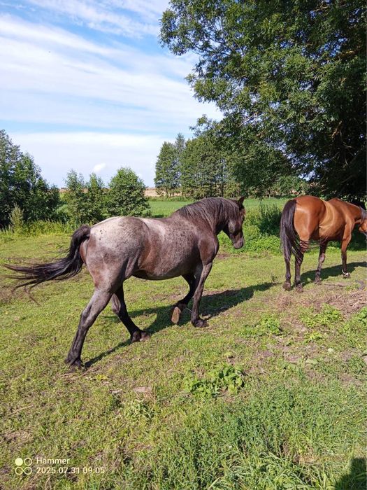 Sprzedam klacz 4 letnią