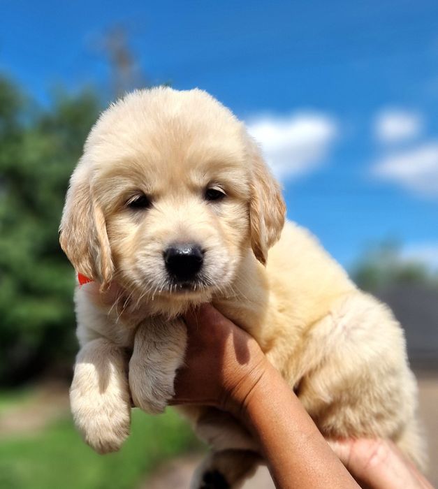 Золотистий ретривер дітвора