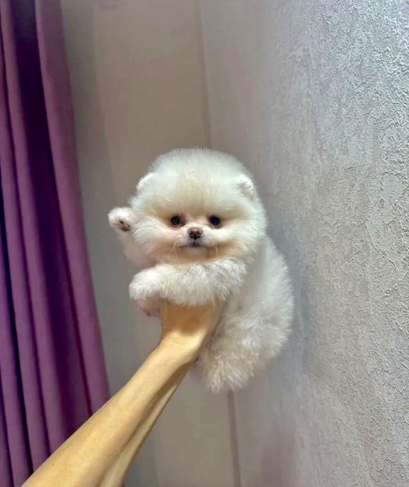 Собачка шпіц дівчина