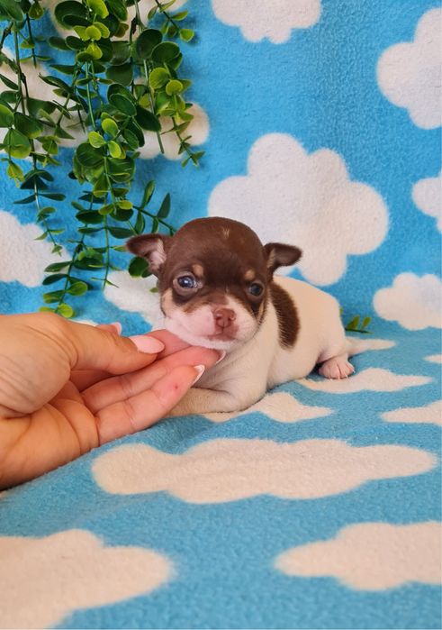 Excelente chocolatinha Chihuahua/Chiuaua de Qualidade
