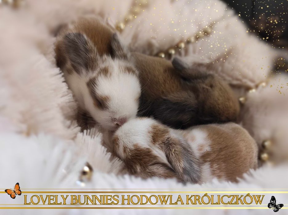 Mini lop Króliczki z WYPRAWKĄ Śliczne Malutkie Mini Lopki