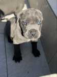Cane Corso macho Cinzenta