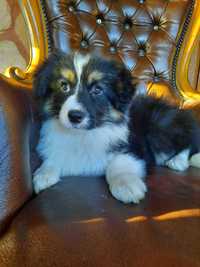 Border collie FCI