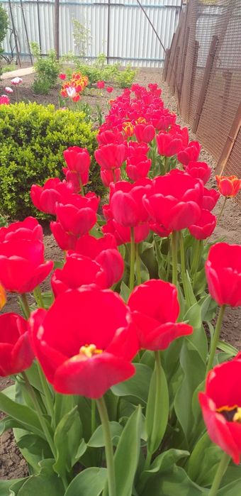 Продам домашні цибулини тюльпанів (луковицы тюльпанов)