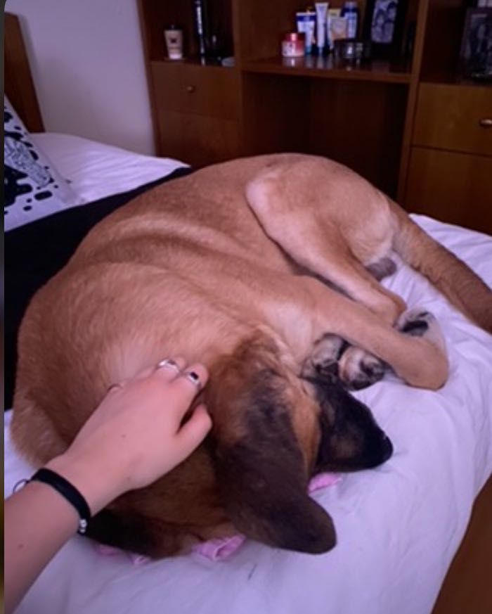 Cães para doação