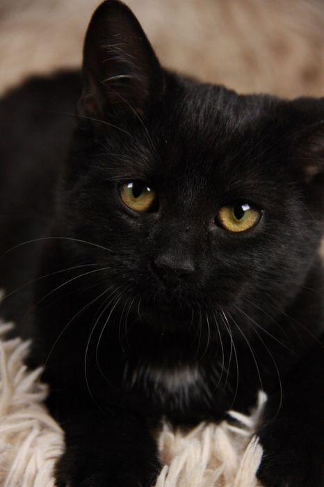 Кошеня Ремі, 5 міс