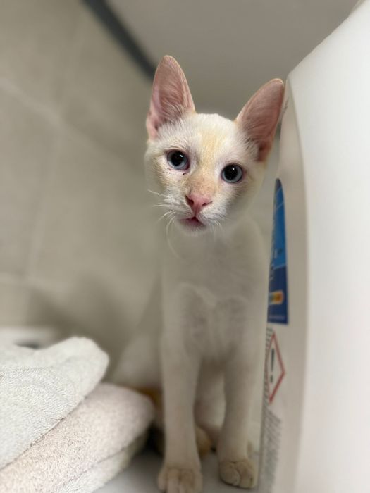 Gumball, para adoção